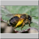 Andrena flavipes - Sandbiene w05 8-9mm OS-Hasbergen-Lehmhuegel det.jpg